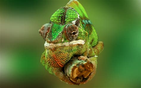 Download Wallpaper Portrait Of A Chameleon 2560x1600