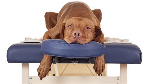 7 Ideas On How To Relieve Stress In Dogs Top Dog Tips