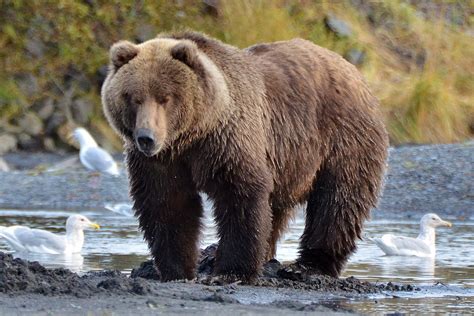 Kodiak Bear Bear Paradise