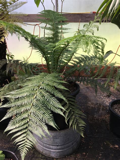dicksonia antarctica tasmanian tree fern — fancy fronds nursery
