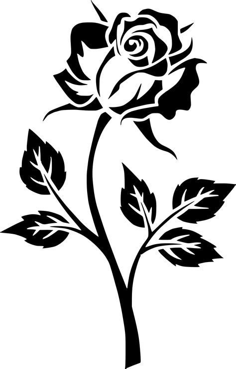 Floral design white acacia flower graphy, flower, flower arranging, branch, plant stem png. Clipart - Rose Silhouette