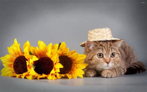 Cat With A Straw Hat Wallpaper Animal Wallpapers 42264