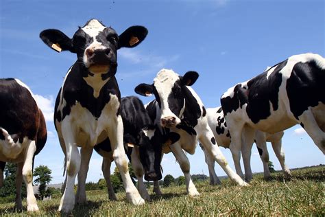 Vaches Disparaissent Myst Rieusement En Nouvelle Z Lande