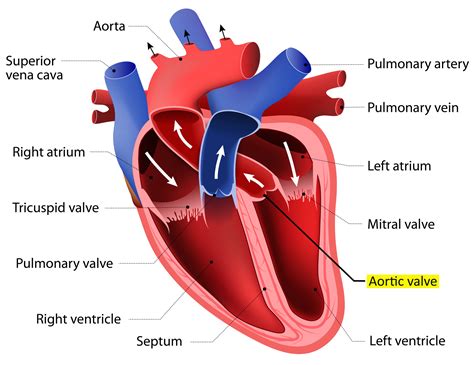 Heart Anatomy Heart Diagram Human Heart Diagram Vrogue Co