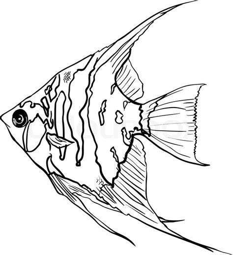 Angelfish Drawing At Explore Collection Of