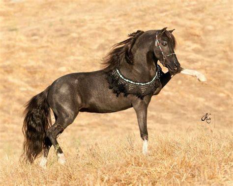 Black Miniature Horse Arabian Type Exquisite Equines Pinterest