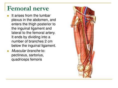 Ppt The Lower Limb1 Powerpoint Presentation Free Download Id931555