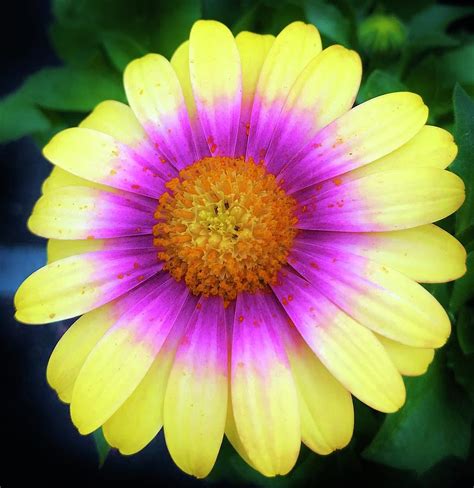 Tri Colored Daisy Photograph By Bruce Bley Fine Art America