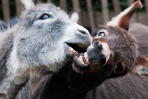 220 Busy Donkeys Stock Photos Pictures And Royalty Free Images Istock