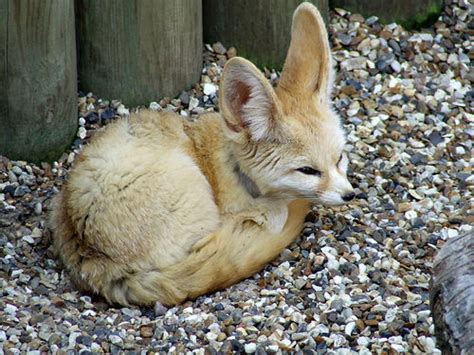 The Cuteness That Is The Fennec Fox Fennec Foxes Photo 19295500