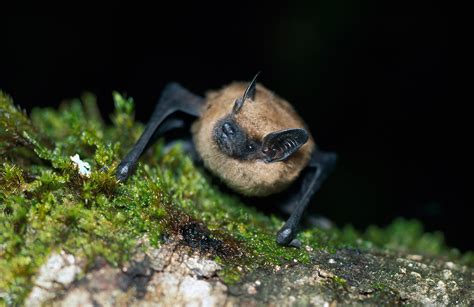 Eptesicus Fuscus Bat Conservation International