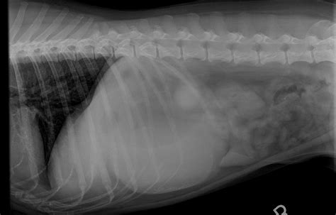 Normally, the ureters cannot be delineated on a plain abdominal radiograph. Abdominal radiograph case study: Acutely vomiting dog ...