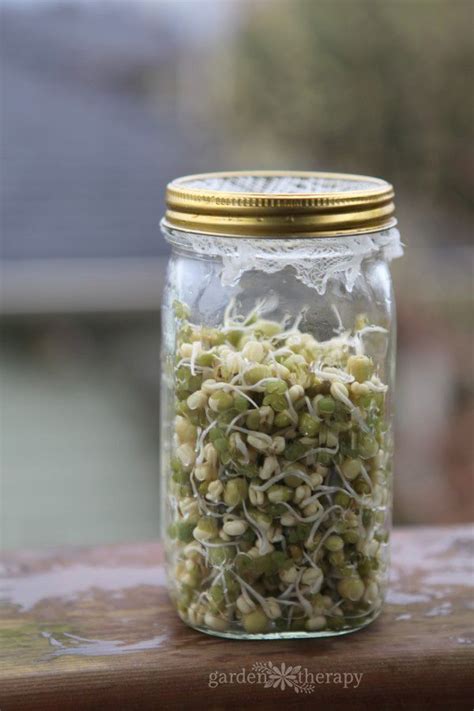 Mason Jar Sprouts Mung Beans And Green Peas Garden Therapy Bean