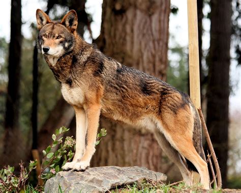 Types Of Wolves And The Amazing Facts You Need To Know About Them Wow