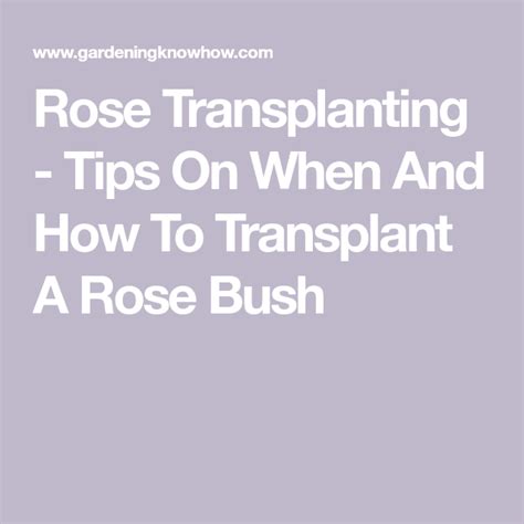 Rose Transplanting Tips On When And How To Transplant A Rose Bush