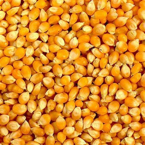 Yellow Popcorn Seed For Growing Heirloom Op Open Pollinated Non Gmo Ga