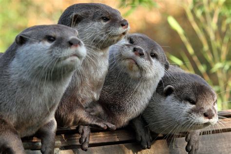 Cute Otter Wallpapers Wallpaper Cave
