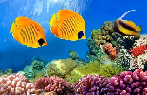 Download Butterflyfish Underwater Coral Reef Animal Fish 4k Ultra Hd