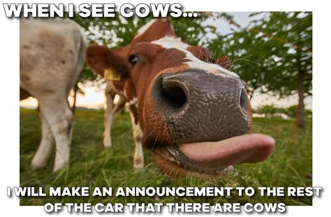 Funny Cow Memes Page 5 Of 62 Entegra Signature Structures