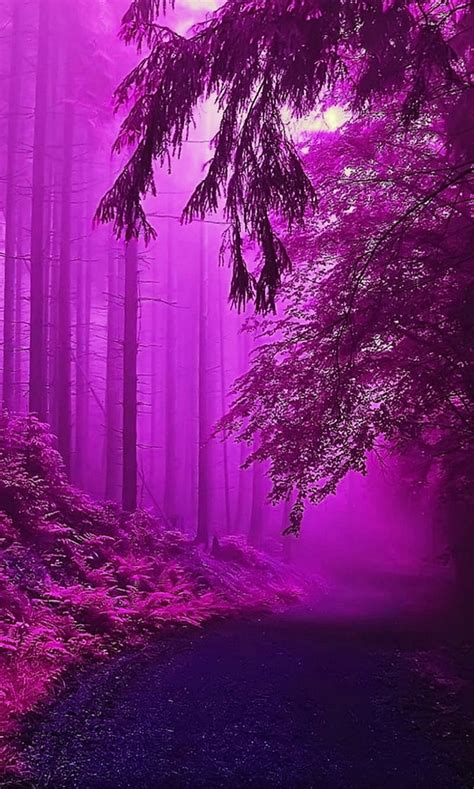 Purple Forest Abstract Cool Landscape Natural Nature New Trees