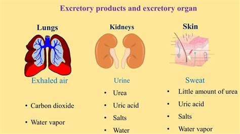 The Human Excretory System And Its Excretory Products Simplified