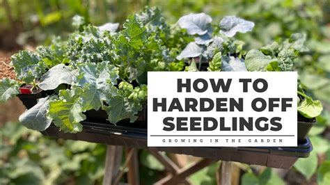 How To Harden Off Seedlings Gardening Tips For Beginners Youtube