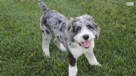 Mini Aussiedoodle Full Grown Breed Information And Characteristics