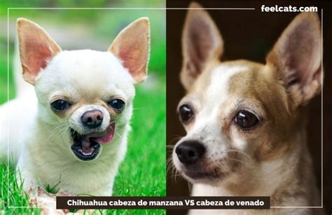 Actualizar 87 Images Caracteristicas De Un Perro Chihuahua Cabeza De