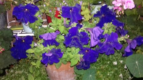 Maybe you would like to learn more about one of these? Dramatic deep purple petunia, velvety touch, grew very ...