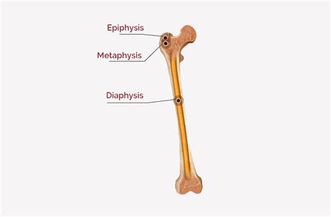 Long Bone Diagram Epiphyseal Plate 38 2d Growth Of Bone Biology