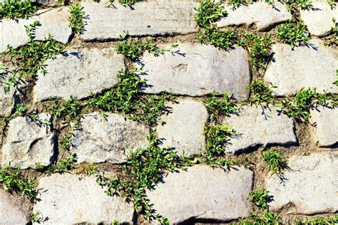 Stone Pavement With Grass Stock Photo Image Of Stone