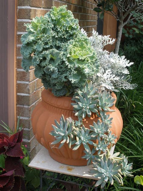 Ornamental Cabbage Dusty Miller And Succulents