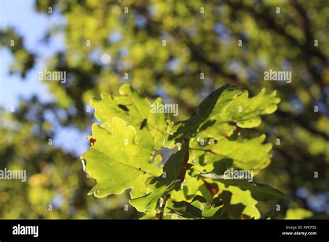 Oak Leaves Stock Photo Alamy