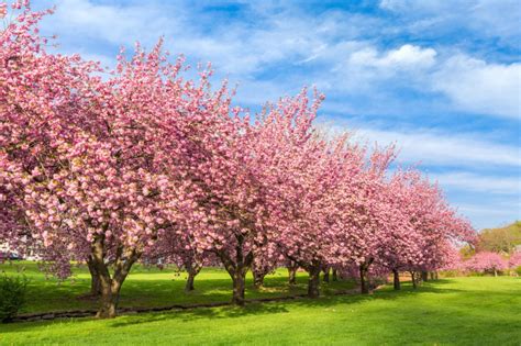 Types Of Cherry Blossom Trees