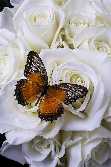 Orange Winged Butterfly On White Roses Photograph By Garry Gay Fine