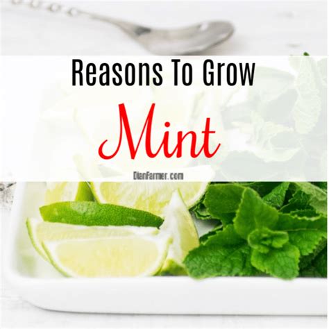 Reasons To Grow Mint