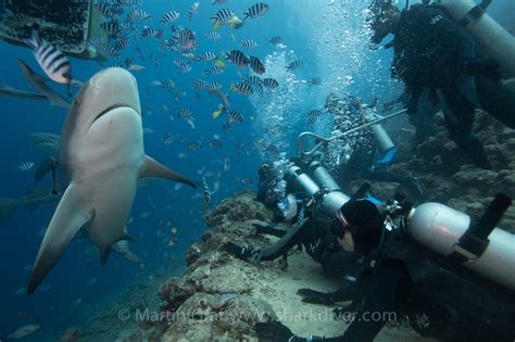 Shark Diver Shark Diving Swimming With Sharks Win A Week Of Diving