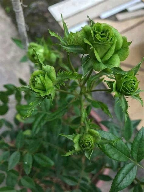 Yes Green Roses Are Real And They Are Very Special And Very Old