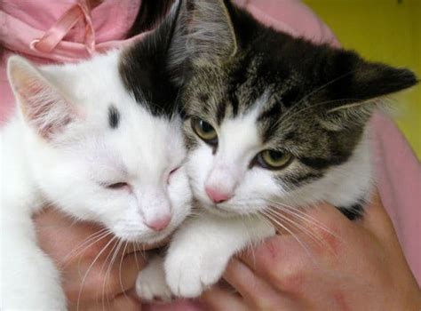 Kittens Are Forever Friends Pet Samaritans