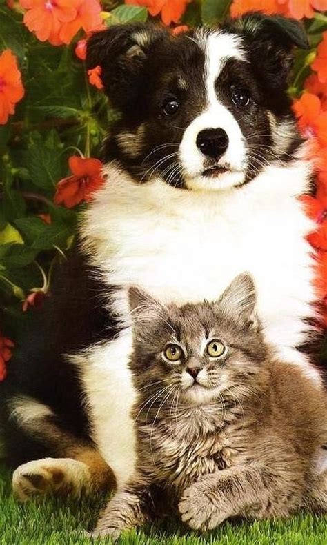 1000 Images About Cute Puppies And Kittens On Pinterest Cute Puppies