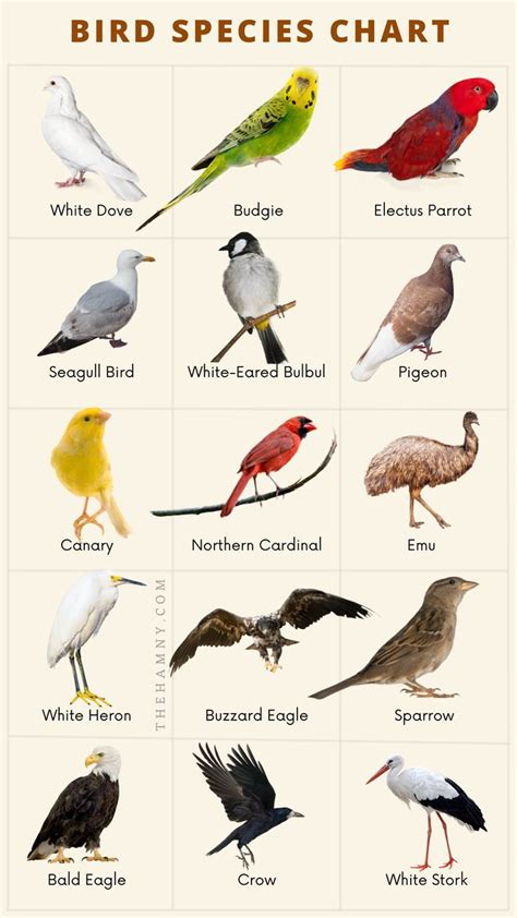 Birds Species Chart Bird Species Birds Species