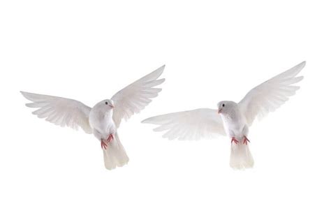 15 Spiritual Meanings Of Seeing Two Doves Beautiful