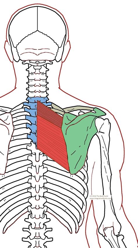 Rhomboid Major And Minor Muscles Functional Anatomy Human Muscle