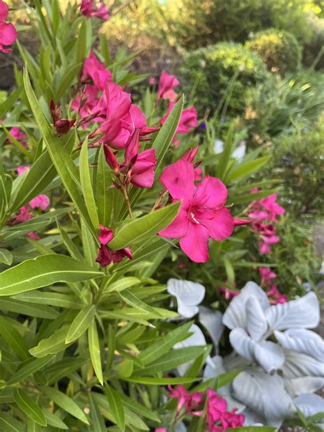 Nerium Oleander Hardy Red Xera Plants