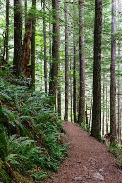 Free Photo Vertical Shot Of A Narrow Pathway In The Woods Surrounded