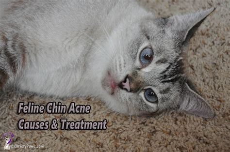 43 Hq Pictures Cat Chin Acne Medicine What Is Cat Acne And How Can It