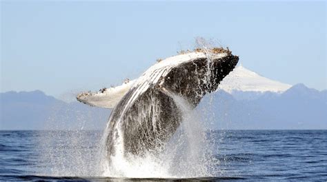 Recovery Of Humpback Whales Gives Hope Of Saving Ocean Habitats By 2050