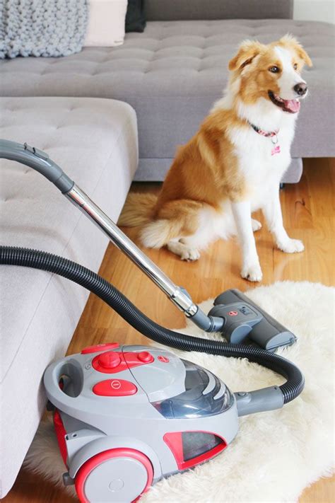 These 3 star hotels received great reviews from other travelers Review: Hoover Dog and Cat Vacuum - The Best Budget ...