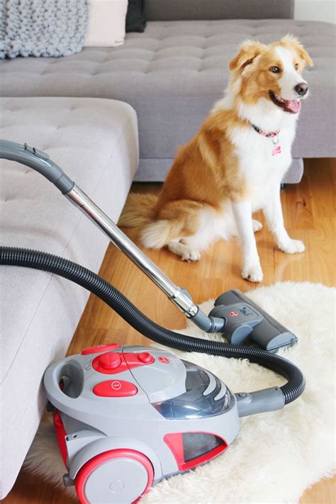 According to google safe browsing analytics, petfriendlydirect.com is quite a safe domain with no visitor reviews. Review: Hoover Dog and Cat Vacuum - The Best Budget ...