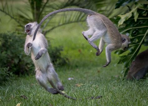 Psbattle These Vervet Monkeys Playing Photoshopbattles